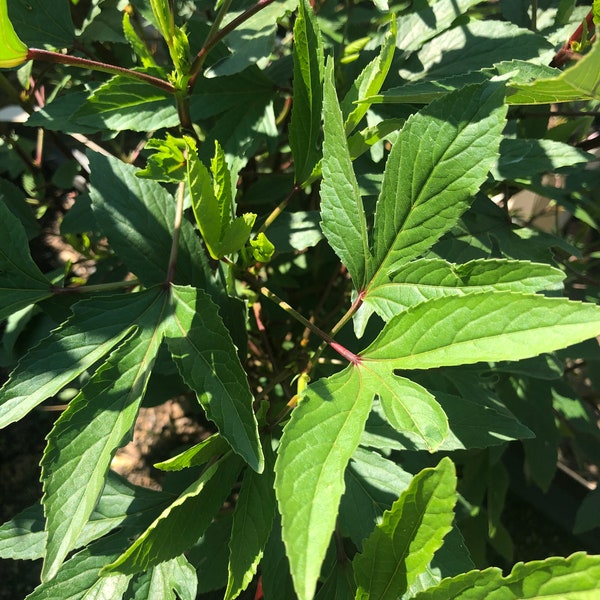 Organic Indian Gongura Seeds (Pulicha keerai, roselle plant, Hibiscus sabdariffa, Pandi)