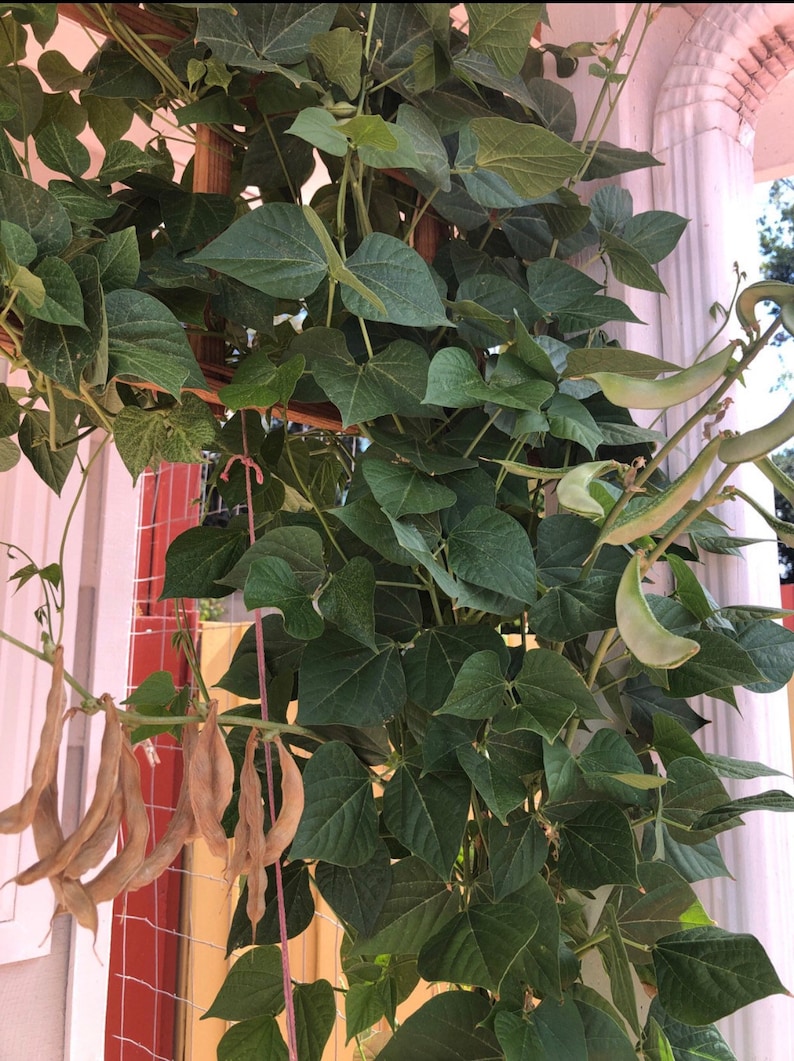 Organic Indian Flat Beans Seeds avaraikka Chikkudi Hyacinth Etsy