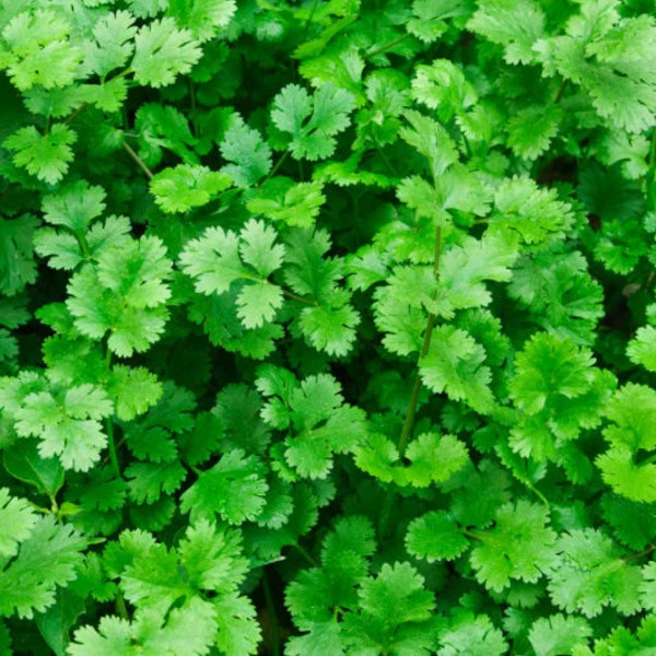 Indian Organic Cilantro plant seeds [Kothamalli, Kothimeera , Kottambari,  Dhaniya, Dhonay, Kothmir, Dhana, Kothimbir, Hara Dhania]