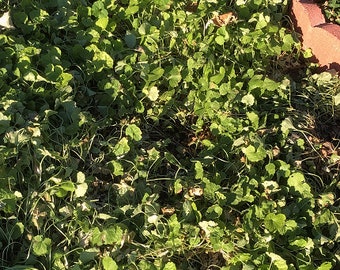 Organic Gotu Kola [Vallarai, Saraswathi aaku] - 2 PLANTS COMBO