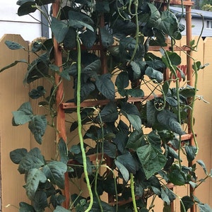 May include: A green bean plant growing up a wooden trellis. The plant is full of long green beans and has many green leaves.