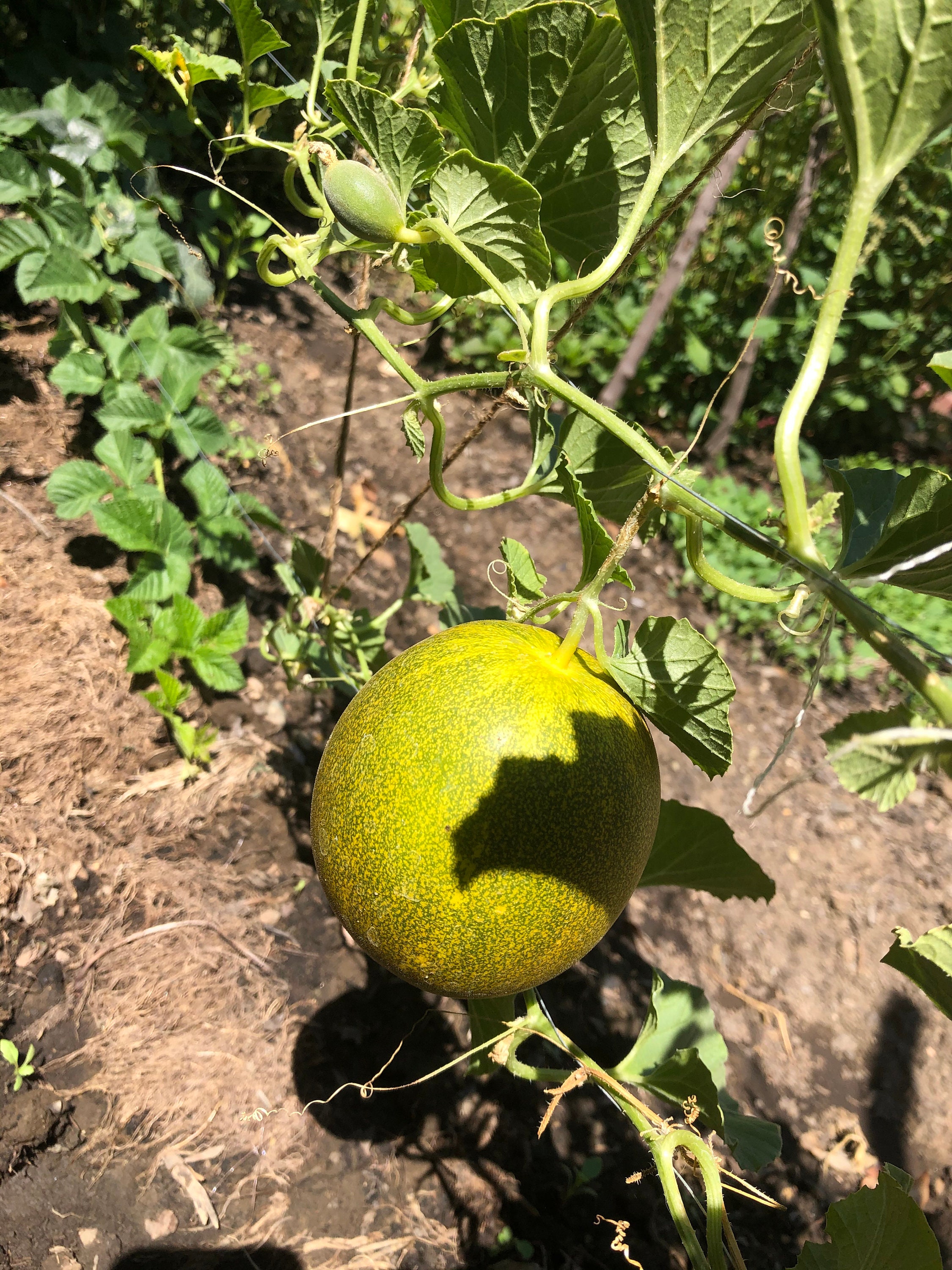 Ferns, Grasses & Bamboo Organic Rare Indian Elephant Foot Yam Kanda