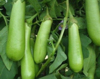 Organic GREEN LONG Egg Plant [Vankaya. Kathirikkai] seeds