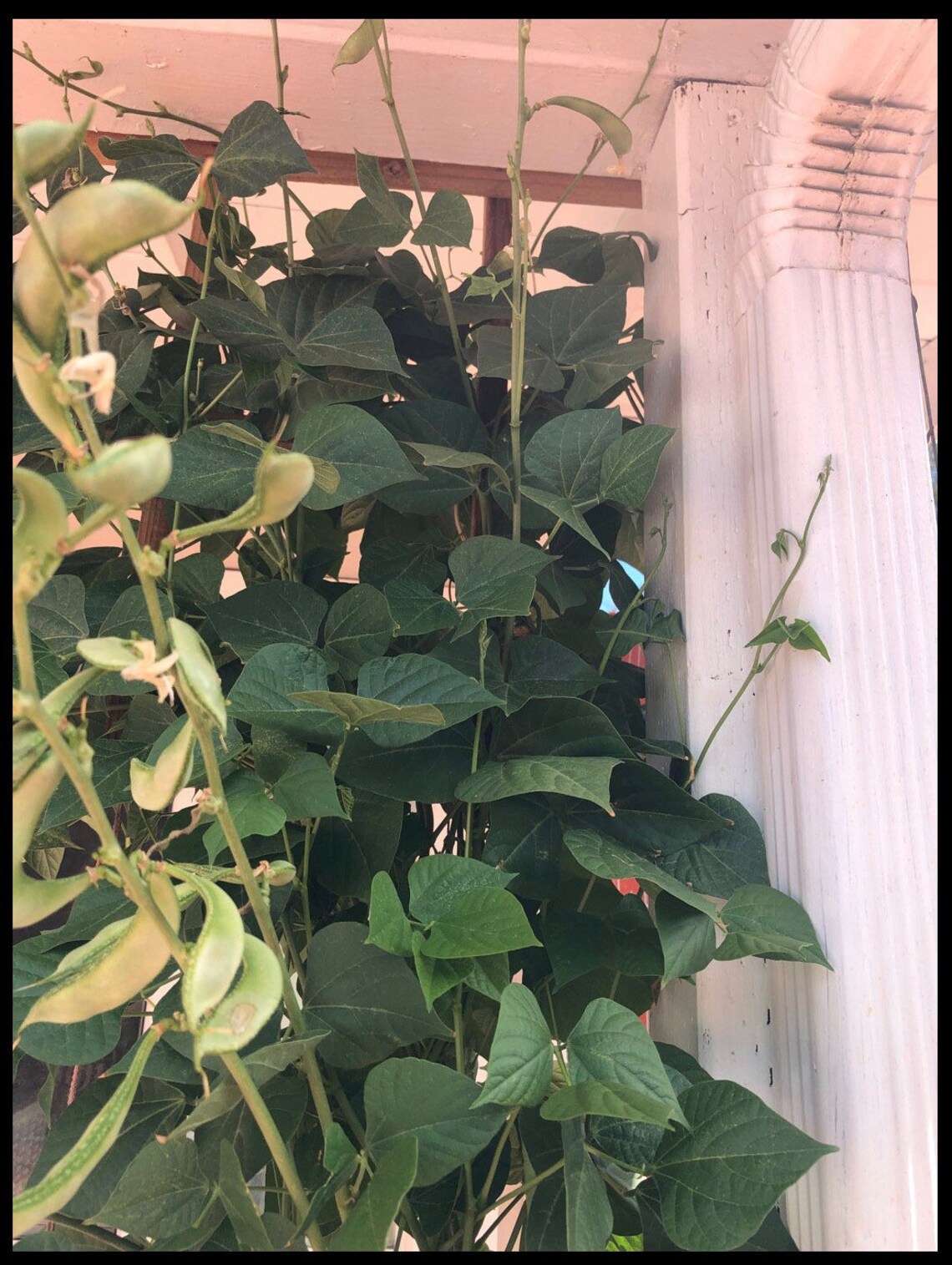 Organic Indian Flat Beans Seeds avaraikka Chikkudi Hyacinth Etsy