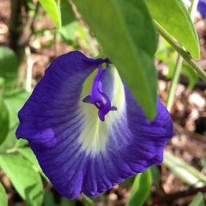 Rare Blue Aparajita, Butterfly pea, shankupushpam, gokarni, garnee Seeds