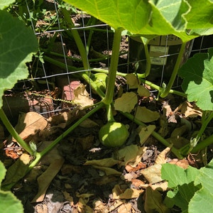 Organic Kabocha squash Green variant Gummadikaya, Parangikai image 4