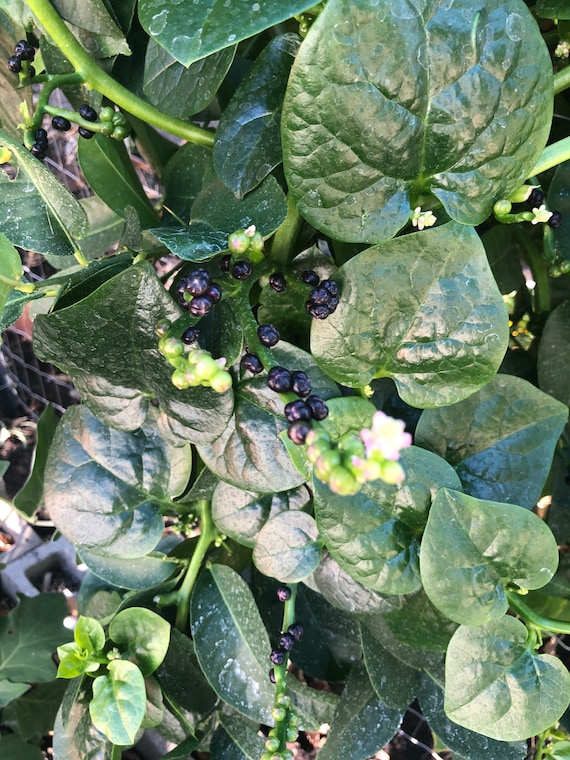 Organic Indian Malabar Spinach Seeds basale Soppu Pasala picture