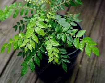 Indian Curry plant seeds