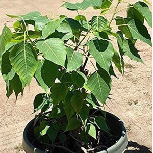 May include: A small green potted tree with large, heart-shaped leaves. The tree is in a black plastic pot.