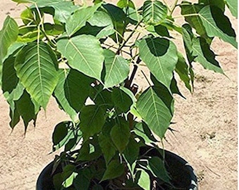 Peepal Tree seeds [Arasamaram, Ficus religiosa, Aśvattha, Bodhi, Raavi]