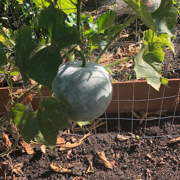 Organic Indian Ash Gourd [poosanikkai, boodidha gummadikaya] seeds