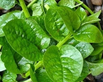 Organic Indian Malabar Spinach Seeds GREEN