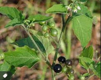 Organic Indian Manathakkali Keerai, Kamanchi chettu, kakki soppu, Makoi - plant seeds