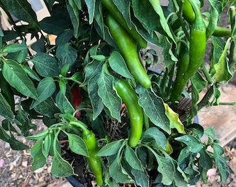 Berbere Hot Peppers Seeds