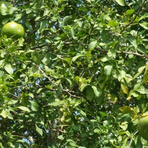 Vilvam tree seeds [vilvam, vilva, bilva, bael, Aegle Marmelos, Bengal Quince, Golden Apple, Japanese bitter orange, stone apple, wood apple] bild 5