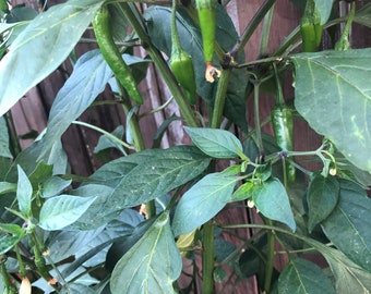 Organic Indian Guntur Chilly Seeds [Mild Spicy]