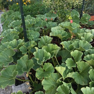 Organic Kabocha squash Green variant Gummadikaya, Parangikai image 2