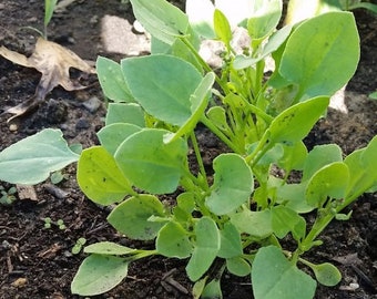 Indian Organic Chukka koora plant seeds [Narrow-leaved dock, Spinach dock, Khatta palak, Ambat chukka, Indian Sorrel, Green sorrel.]