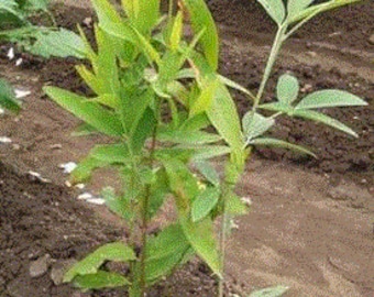 White Mysore Sandalwood Tree seeds [Chandanam, Chandan, Sandhanam]