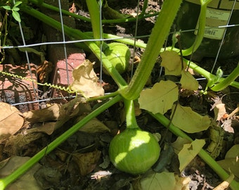 Organic Kabocha squash - Green variant [Gummadikaya, Parangikai]