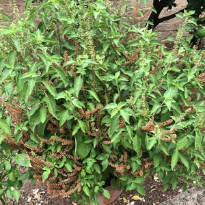 May include: A close-up of a green leafy plant with brown seed pods. The plant is growing in a pot and is surrounded by brown mulch.