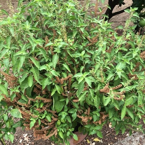 Organic Indian Tulasi [Vana Tulasi] plant seeds [Basil]