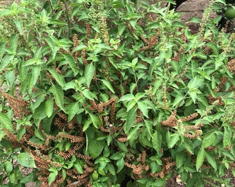 Organic Indian Tulasi [Vana Tulasi] plant seeds [Basil]