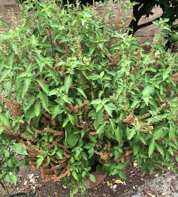 hinoki plant Dwarf Hinoki Cypress ( nana gracilis )