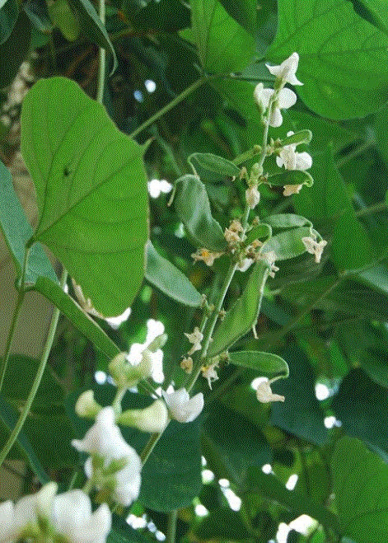 Organic Indian Flat Beans Seeds avaraikka Chikkudi Hyacinth Etsy