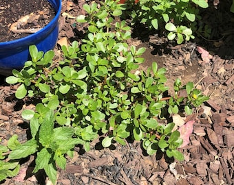 Organic purslane – Portulaca Olearcea Seeds [Paruppu keerai, pappu aaku koora].