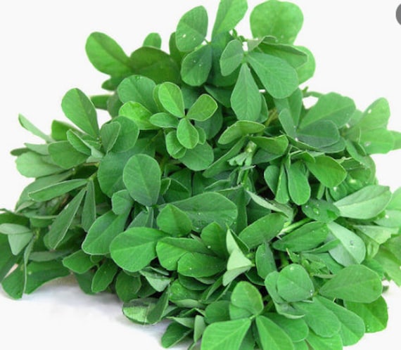 Indian Organic Fenugreek Seeds [methi, Menthe, Meeth, Uluva, Meth,  Vendhayam] - Etsy