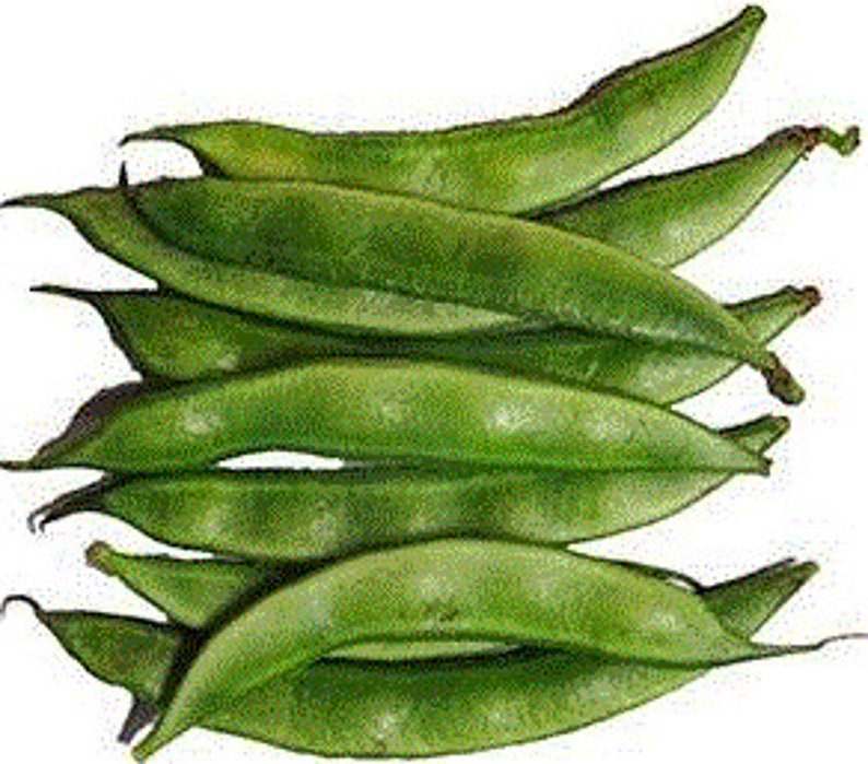 Organic Indian Flat Beans Seeds avaraikka Chikkudi Hyacinth Etsy