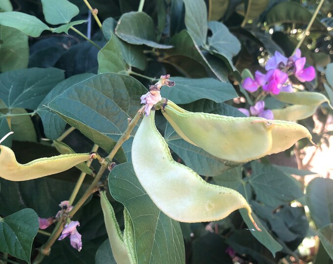 Organic Indian Flat Beans Seeds WIDE Variety avaraikka, Chikkudi