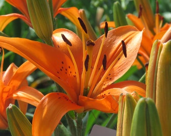 Graines de lys orange, graines de fleur de lys tigré asiatique, jardin ensoleillé à partiel, vivace facile à cultiver, fabriqué au Canada, Lilyfield Farm Originals