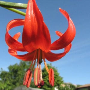Peut inclure: Une fleur de lys rouge vif avec de longs pétales fins et un étamine proéminent. La fleur est en pleine floraison et a une apparence délicate et gracieuse.