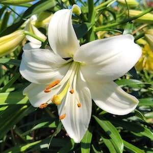 White & Cream Lily Seeds | Garden Perennial Flower Asiatic Lilium | 15 Seeds From Canada, White Garden, Full to Part Sun, Garden Zone 1 -8