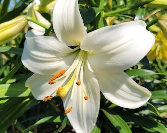 White & Cream Lily Seeds | Garden Perennial Flower Asiatic Lilium | 15 Seeds From Canada, White Garden, Full to Part Sun, Garden Zone 1 -8