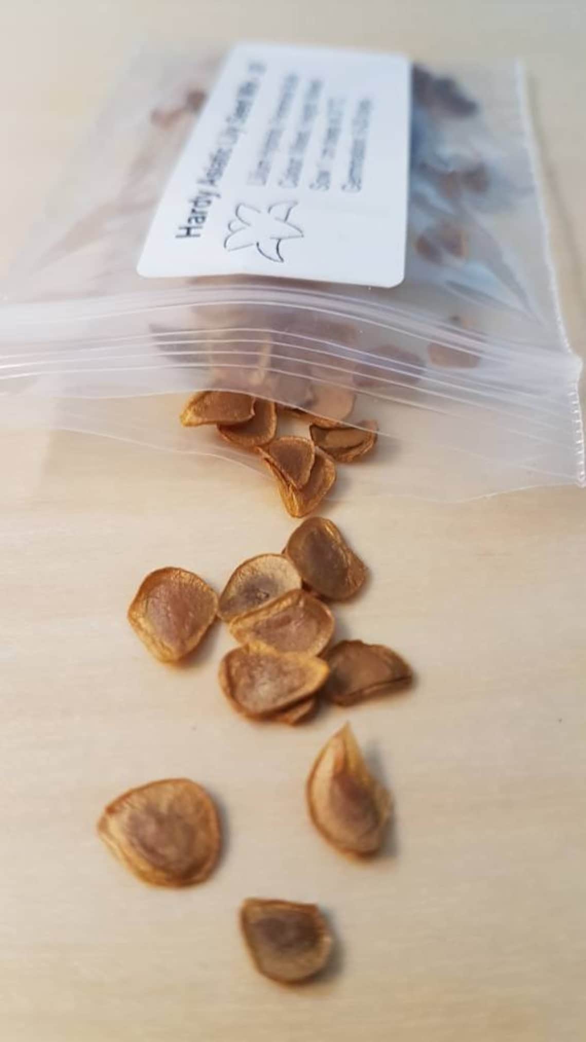 Lily Seeds Color Mix 30 Asiatic Flower Seeds Lilium Etsy