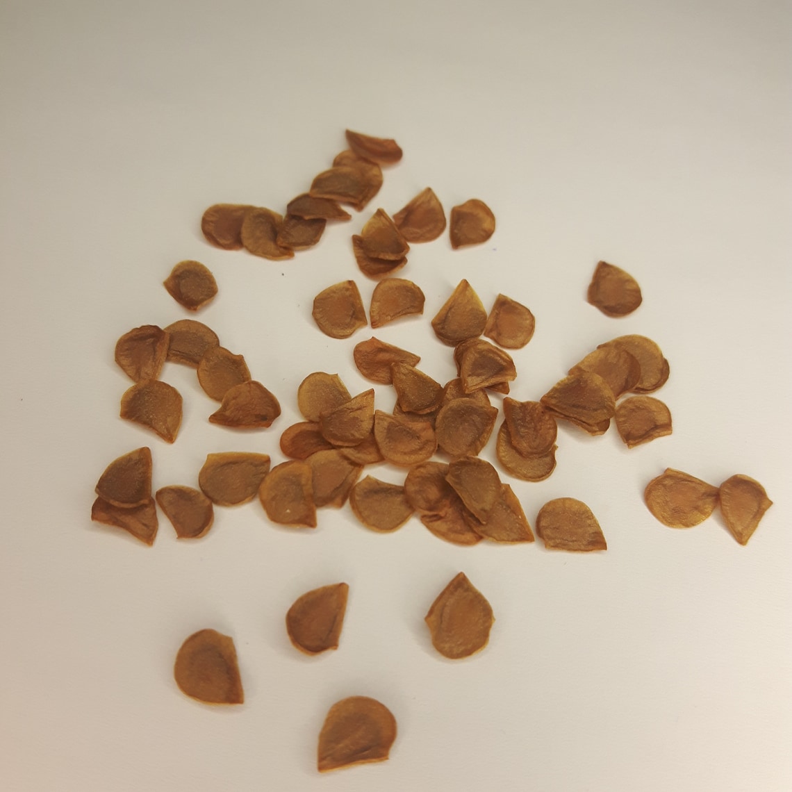 Lily Seeds Reds 15 Asiatic lily seeds Canadian Grown Lilium Etsy