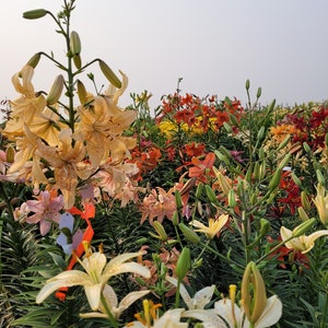 Bulbes de lys, mélange de couleurs de 5 bulbes, lys asiatiques, creusés à la main, bulbe vivace d&#39;automne de zone 1 à 8 pour un jardin fleuri facile, plantes canadiennes
