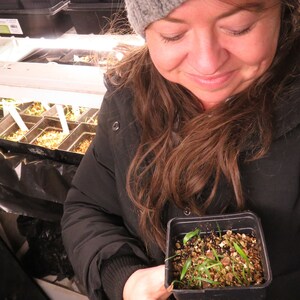 May include: A close-up of a small black plastic pot with green seedlings growing in it. The pot is held by a person wearing a gray knitted hat and a black jacket.