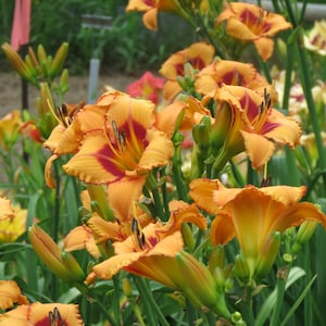 May include: A cluster of orange daylilies with red centers, set against green foliage. The flowers are open, showing their ruffled petals. The image captures the bright colours and textures of the daylilies in a garden setting.