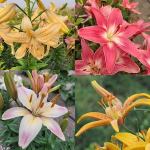 Lily Seed Mix  Hand Grown in Saskatchewan  Asiatic Lilium  15 Seeds