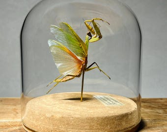 Praying Mantis Taxidermy in Glass Dome, Entomology Display