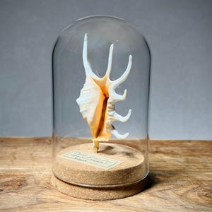 May include: A white and peach-colored spider conch shell displayed inside a clear glass dome cloche. The shell is mounted on a circular cork base, which features a small rectangular label with printed text at the front of the display.