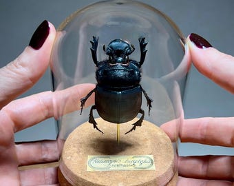 Giant Dung Beetle in Glass Dome, Real Scarab Taxidermy Specimen