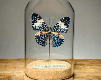 Real Butterfly in Glass Dome, Preserved Specimen Display