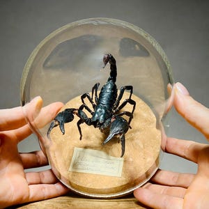 May include: A preserved black scorpion specimen displayed inside a clear glass dome. The scorpion is mounted on a circular tan base with a small rectangular label featuring handwritten text. The dome sits on a wooden surface.