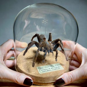 May include: A preserved brown tarantula displayed inside a clear glass dome on a circular cork base. A small rectangular label is attached to the base with the handwritten text: Yellow Kneed Tarantula, Selenocosmia dolichopoda, West Java, Indonesia.