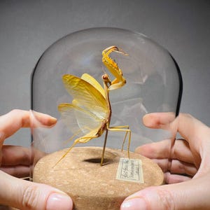 May include: A preserved yellow praying mantis specimen displayed inside a clear glass dome on a circular cork base. The insect is mounted on a thin metal pin, and a small rectangular paper label with handwritten text is attached to the cork base.